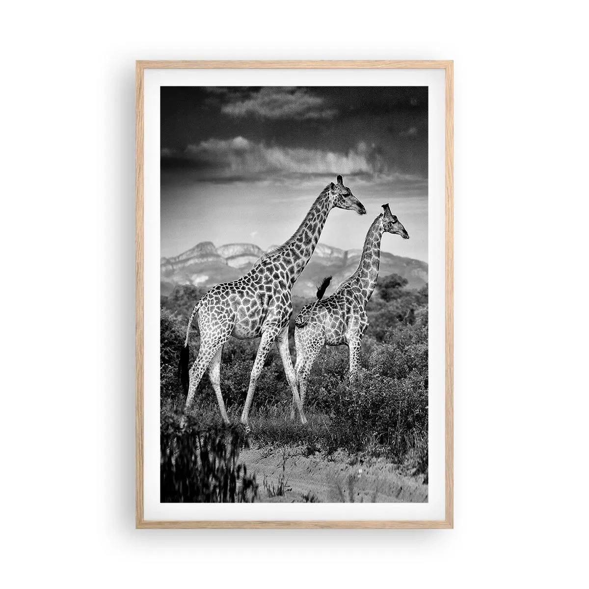 Poster in cornice rovere chiaro - Alta classe in Africa - 61x91 cm