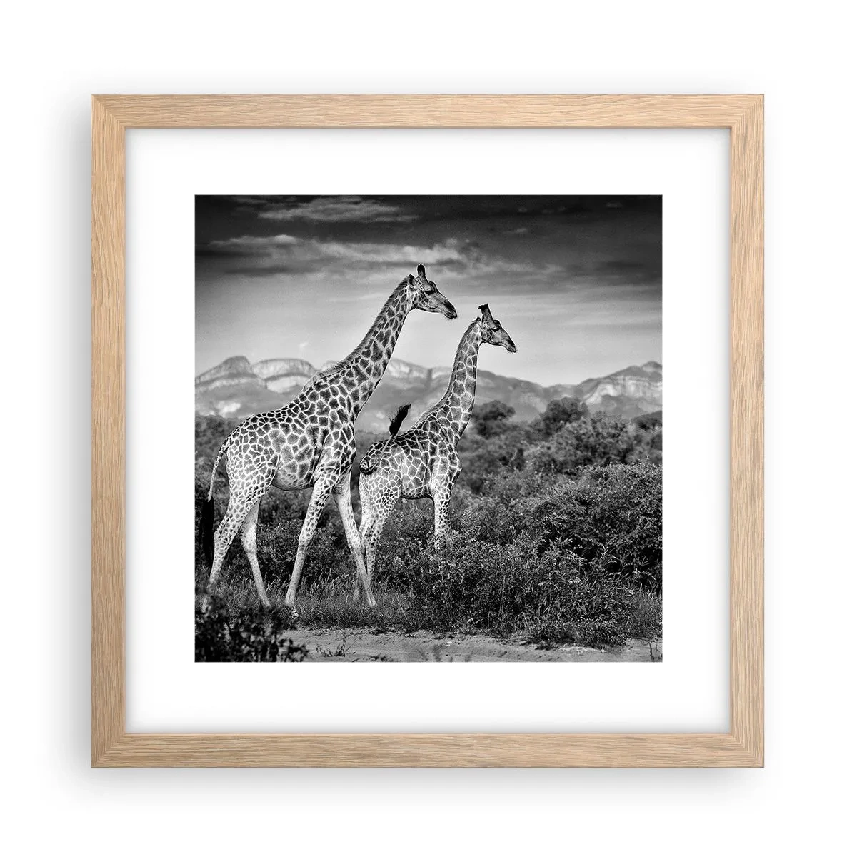 Poster in cornice rovere chiaro - Alta classe in Africa - 30x30 cm