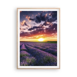 Poster in cornice rovere chiaro - Il mondo della lavanda - 70x100 cm