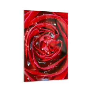 Quadro su vetro - Primo piano di una rosa rossa con gocce d'acqua sui petali - 70x100cm - Nelle gocce della rugiada - Decorazione murale moderna per soggiorno e camera da letto ARTTOR