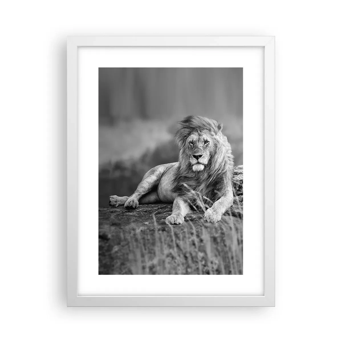 Poster in cornice bianca - La siesta del re - 30x40 cm