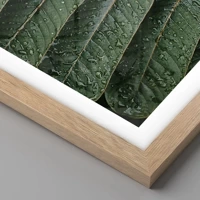 Rovere chiaro