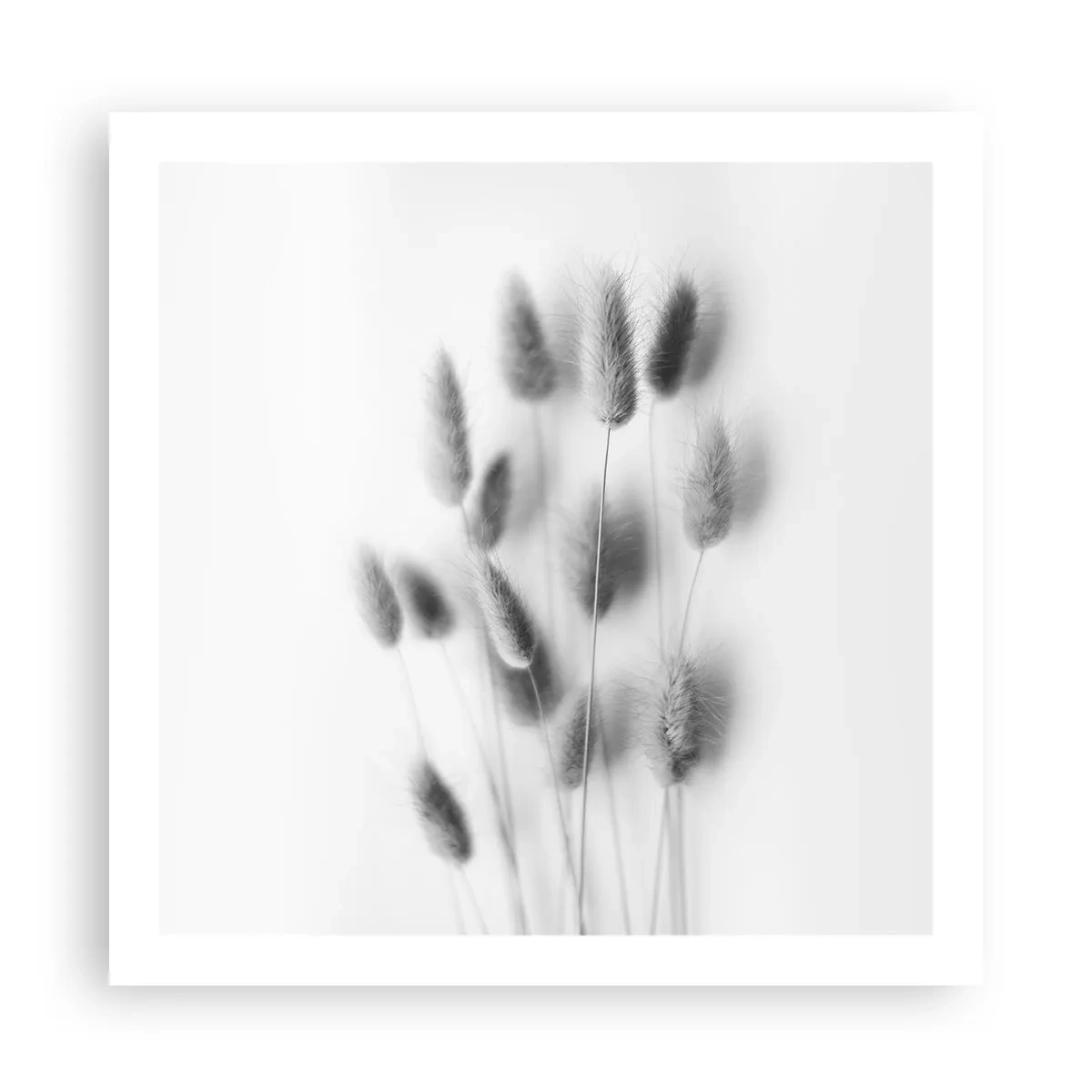 Poster - Erba soffice - 60x60 cm