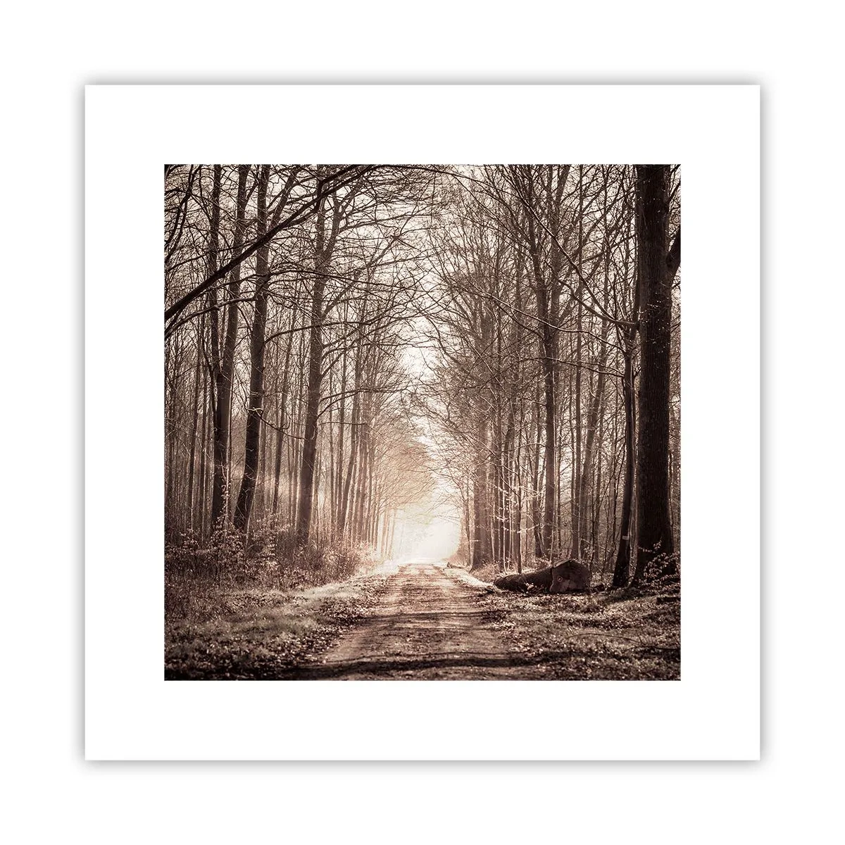 Poster - La cattedrale del bosco - 30x30 cm