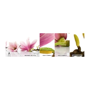 Campione Di Fotomurale Standard Eco - Delicati come un soffio di primavera - Fiore, Magnolia, Natura - 100x30 cm