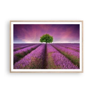 Poster in cornice rovere chiaro - Sui campi di lavanda - 100x70 cm