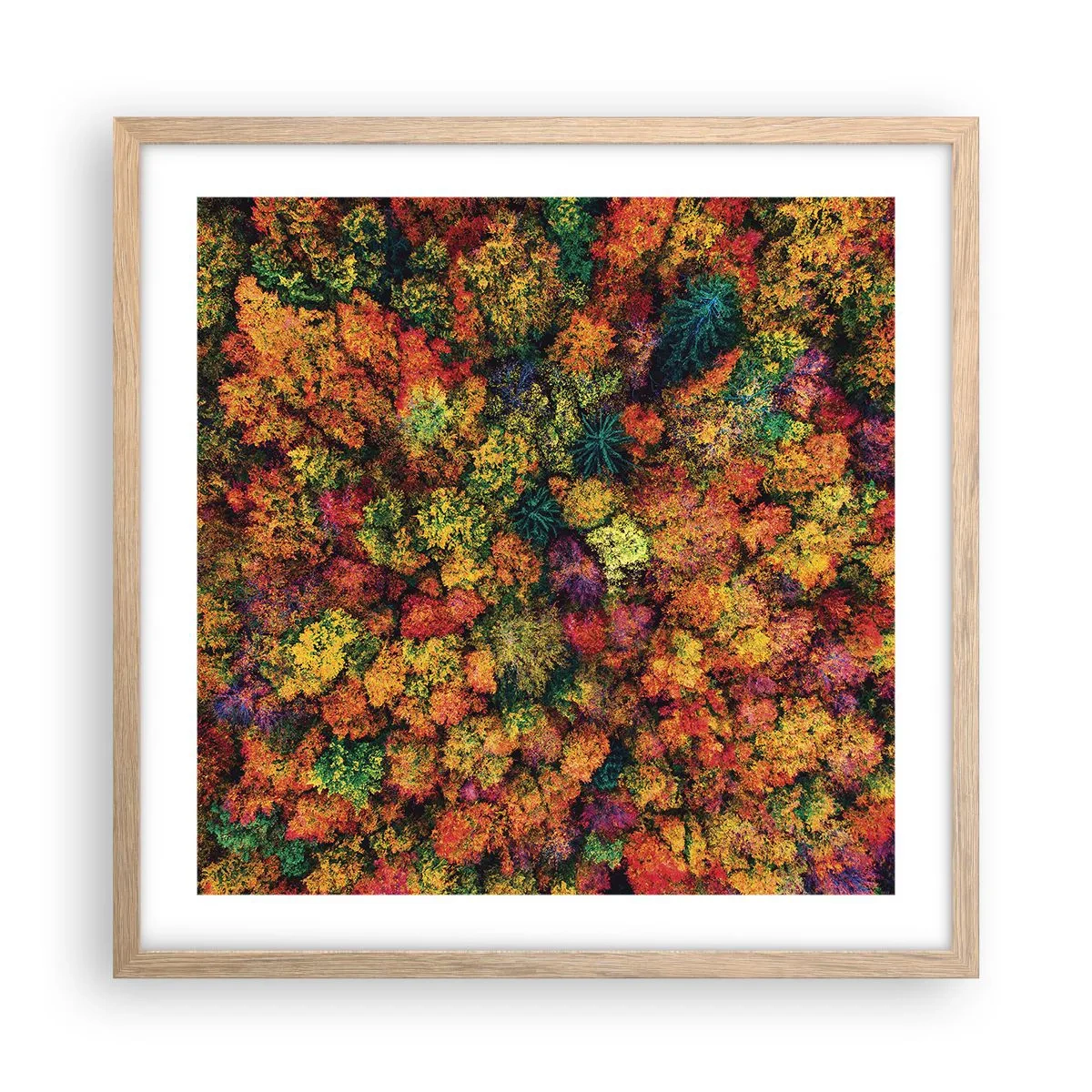 Poster in cornice rovere chiaro - Il bouquet degli alberi d'autunno - 50x50 cm