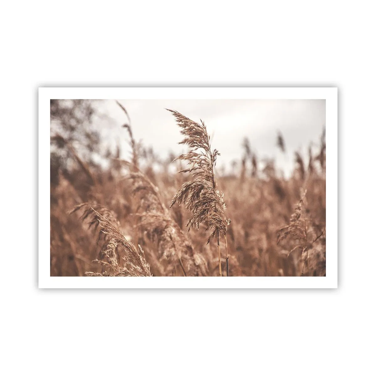 Poster - Nei campi è già autunno - 91x61 cm