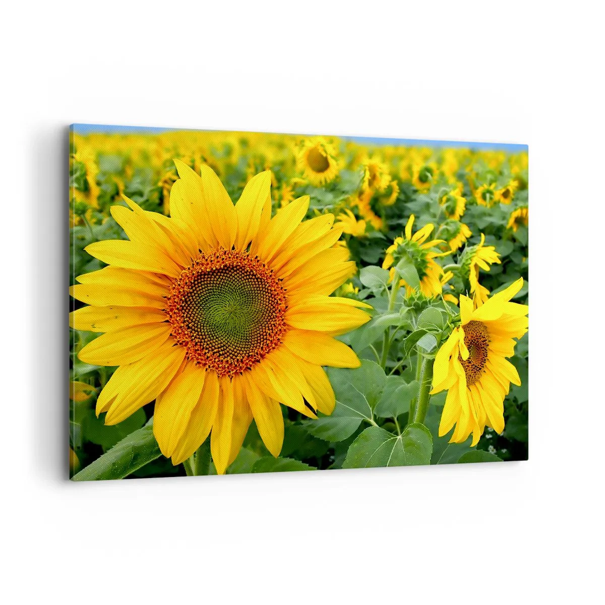 Quadro su tela - Stampe su Tela - Un campo di girasoli con fiori gialli su uno sfondo di foglie verdi - 100x70cm - Centinaia di soli ardono - Decorazione murale moderna per soggiorno e camera da letto ARTTOR