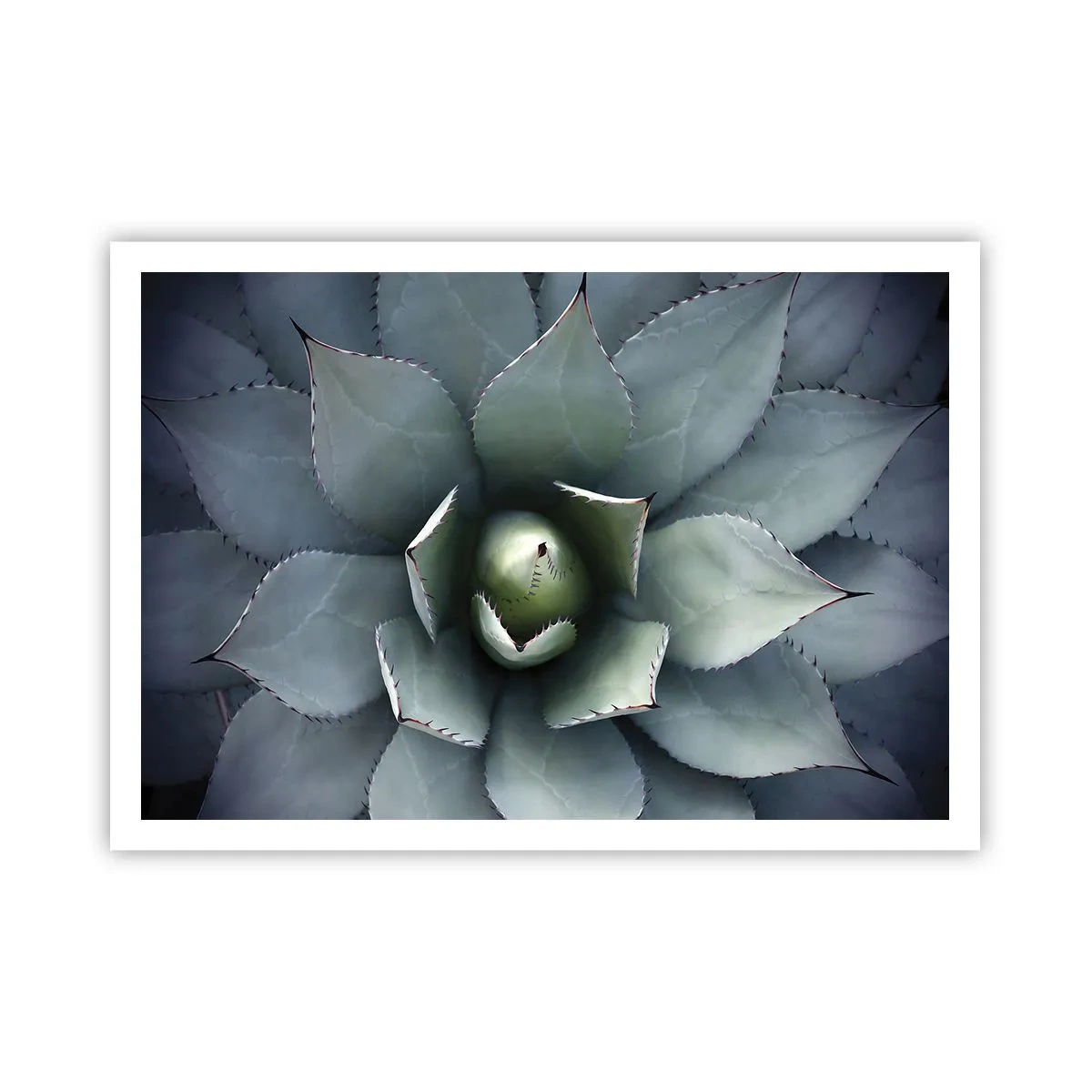 Poster - Primo piano di una rosetta di agave in delicate tonalità di verde - 100x70cm - Adesca e minaccia - Decorazione murale moderna per soggiorno e camera da letto ARTTOR