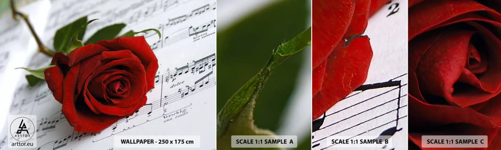 Campione Di Fotomurale Standard Eco - La musica dei sentimenti in scarlatto - Fiori, Rosa, Musica - 100x30 cm
