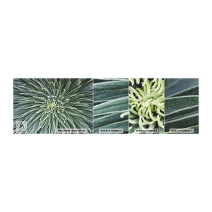 Campione Di Fotomurale Standard Eco - La nascita delle stelle - Fiore di agave, Agave, Fiori - 100x30 cm
