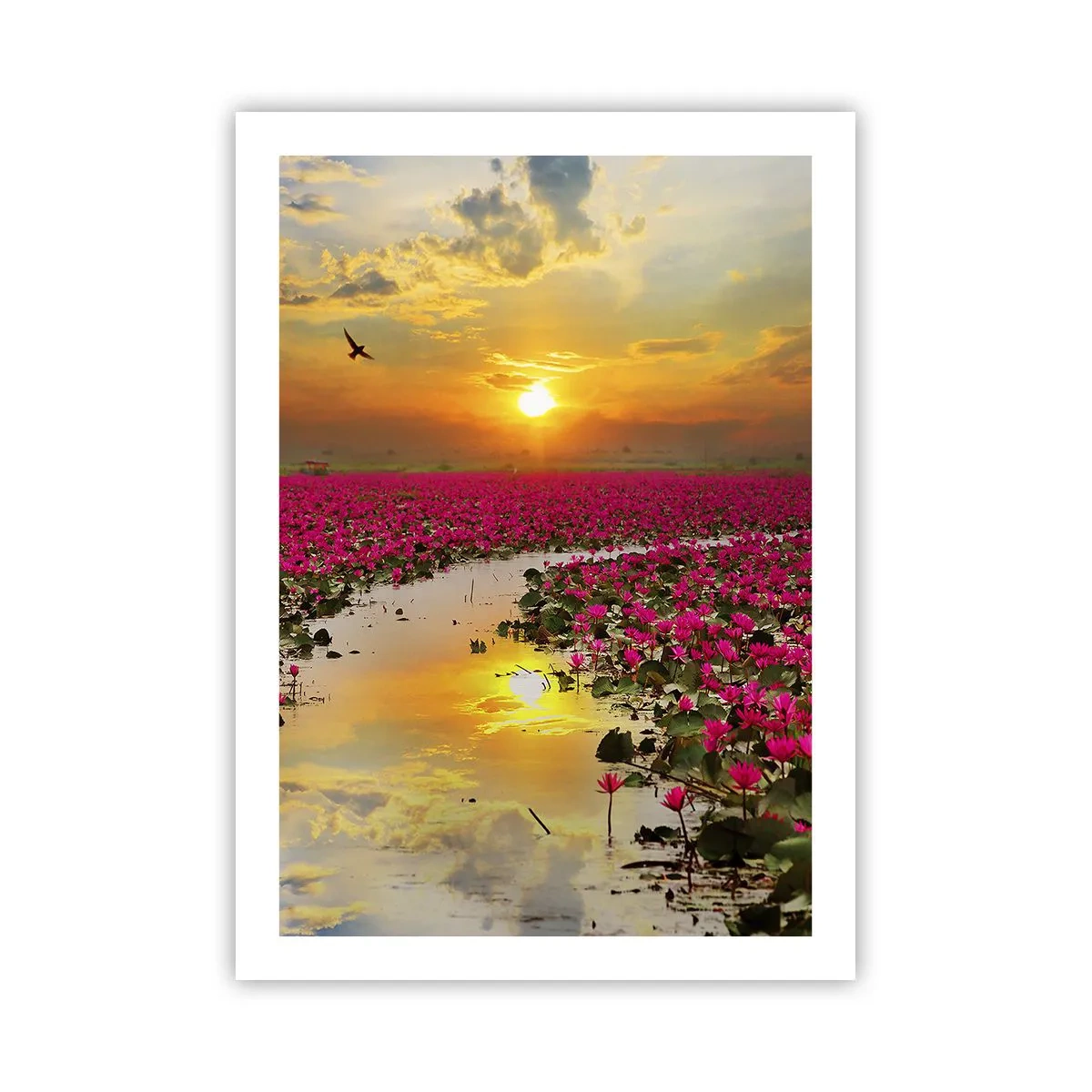 Poster - Un campo di ninfee rosa al tramonto - 50x70cm - La vita segreta del lago - Decorazione murale moderna per soggiorno e camera da letto ARTTOR
