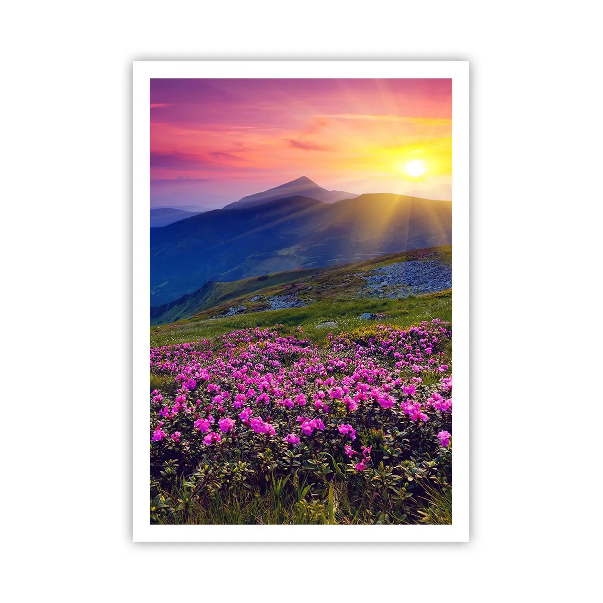 Poster - Odore di mugo e profumo di erbe - 70x100 cm