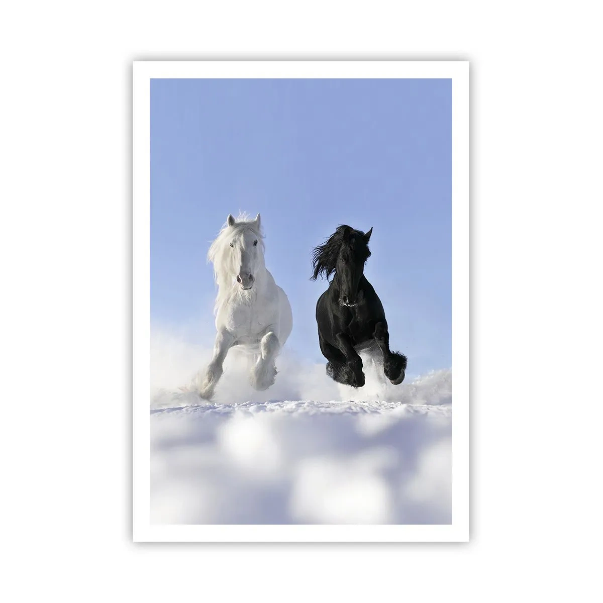 Poster - Galoppo in bianco e nero - 70x100 cm