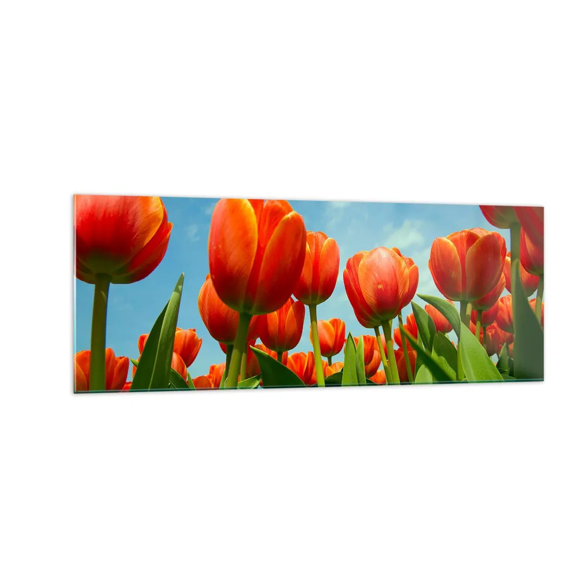 Quadro su vetro - Un campo di tulipani rossi e arancioni contro un cielo blu - 140x50cm - A loro non serve nulla oltre al cielo azzurro - Decorazione murale moderna per soggiorno e camera da letto ARTTOR