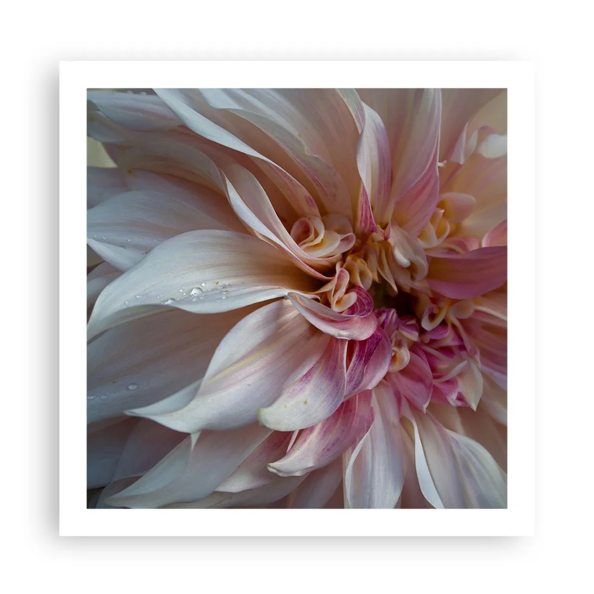 Poster - Freschezza in fiore - 60x60 cm