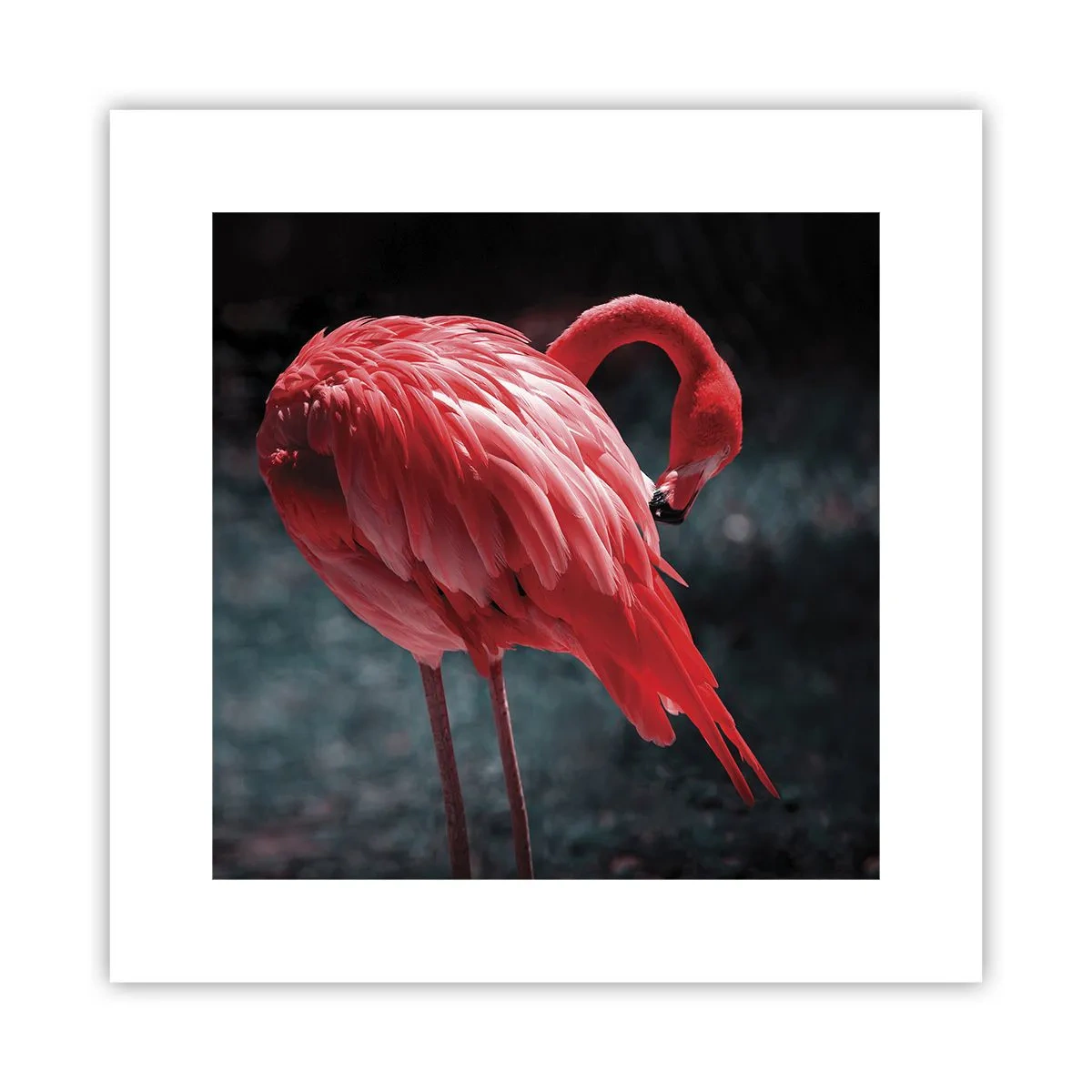 Poster - La poesia cremisi della natura - 30x30 cm