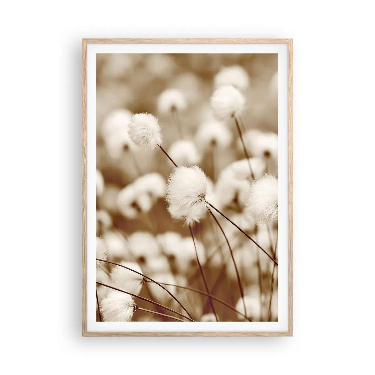 Poster in cornice rovere chiaro - Campo di morbidezza - 70x100 cm