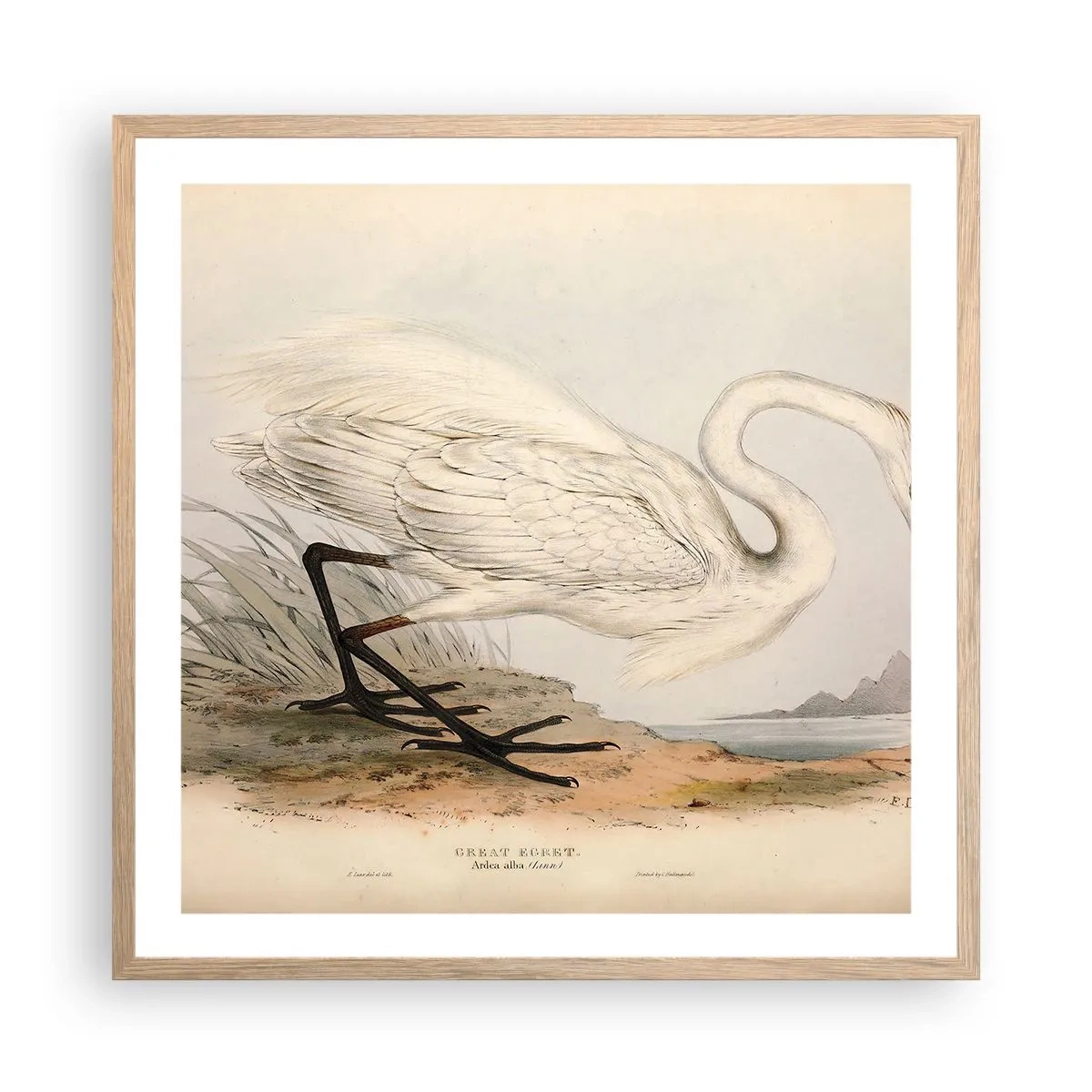 Poster in cornice rovere chiaro - La signora nel canneto - 60x60 cm