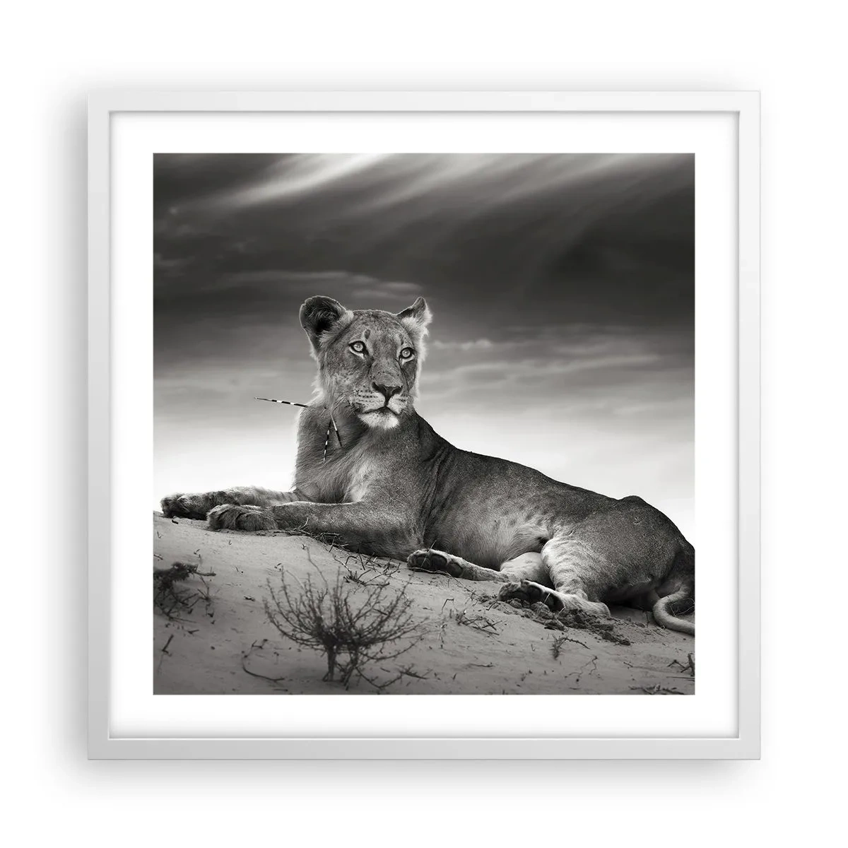Poster in cornice bianca - Il riposo della regina del deserto - 50x50 cm