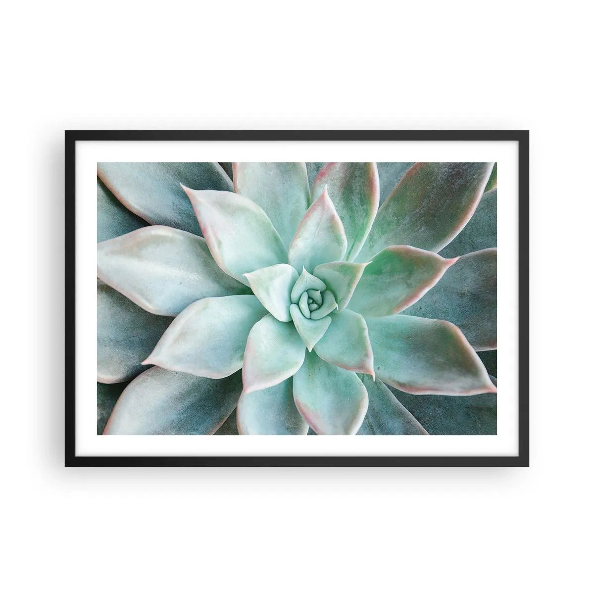 Poster in cornice nera - Primo piano di una succulenta verde - 70x50cm - Il cuore del deserto - Decorazione murale moderna per soggiorno e camera da letto ARTTOR