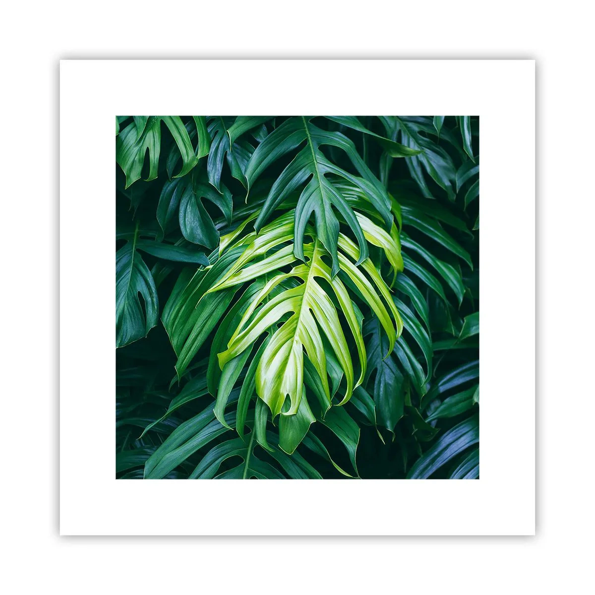 Poster - Immergersi nella freschezza - 30x30 cm