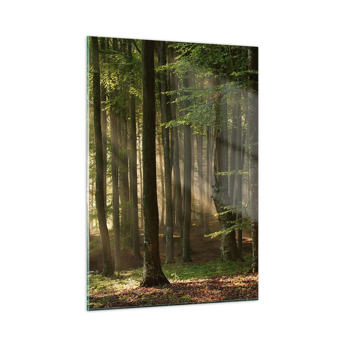 Quadro su vetro - Raggi di sole che brillano attraverso gli alberi nella foresta - 50x70cm - Raggiante in un mattino di primavera - Decorazione murale moderna per soggiorno e camera da letto ARTTOR