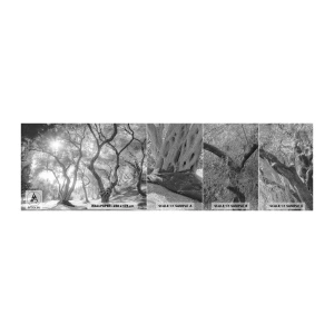 Campione di Fotomurale Premium Sand - Nell'orto degli ulivi - foresta, Inverno, Alberi - 100x30 cm