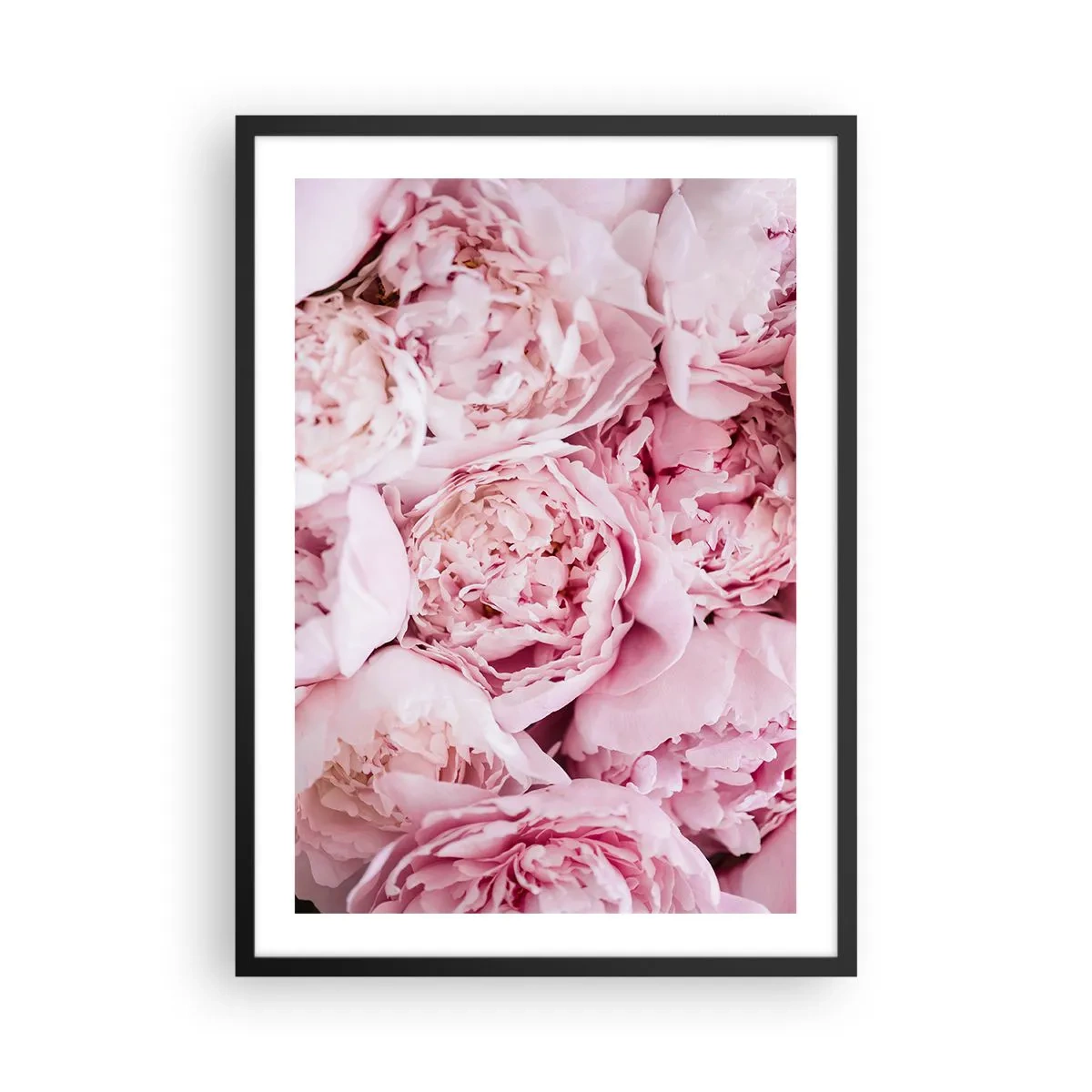 Poster in cornice nera - Un primo piano di delicate peonie rosa in piena fioritura - 50x70cm - Morbide e profumate - Decorazione murale moderna per soggiorno e camera da letto ARTTOR