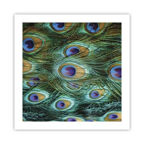 Poster - Lo sguardo del pavone - 50x50 cm