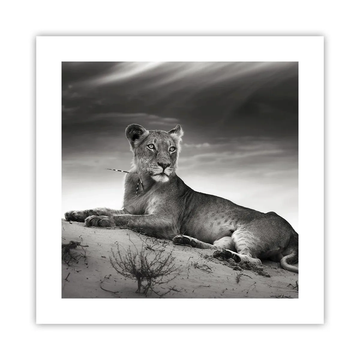 Poster - Il riposo della regina del deserto - 40x40 cm