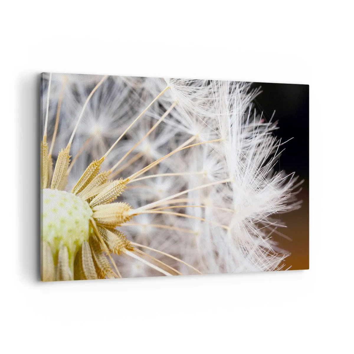 Quadro su tela - Stampe su Tela - Macrofotografia di un dente di leone con semi delicati - 120x80cm - Subito prima del decollo - Decorazione murale moderna per soggiorno e camera da letto ARTTOR