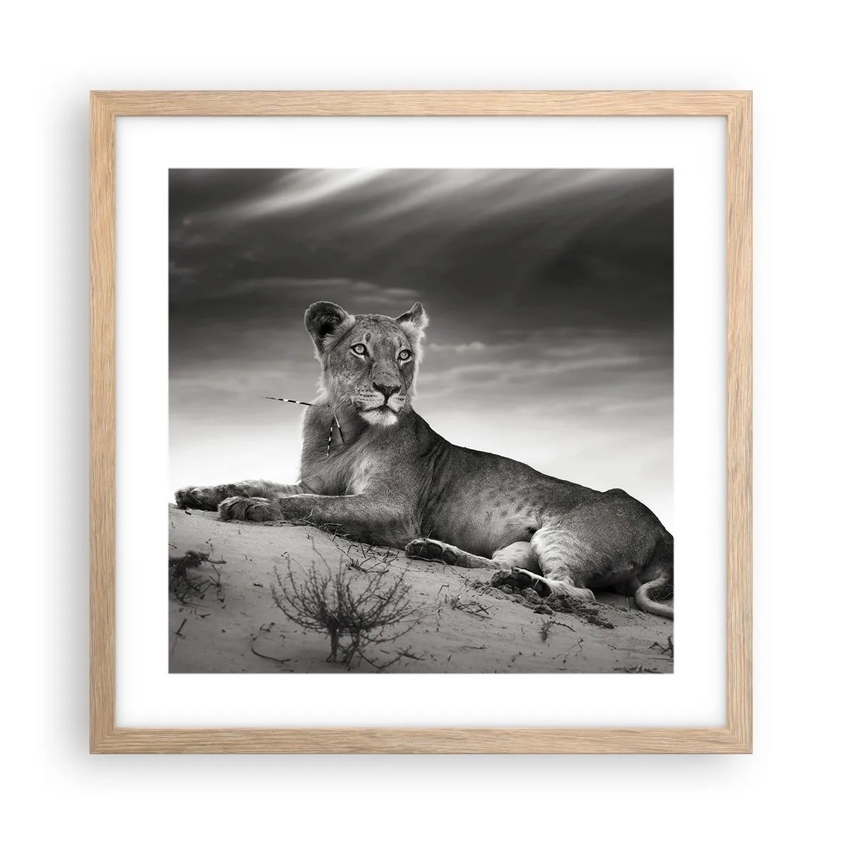 Poster in cornice rovere chiaro - Il riposo della regina del deserto - 40x40 cm