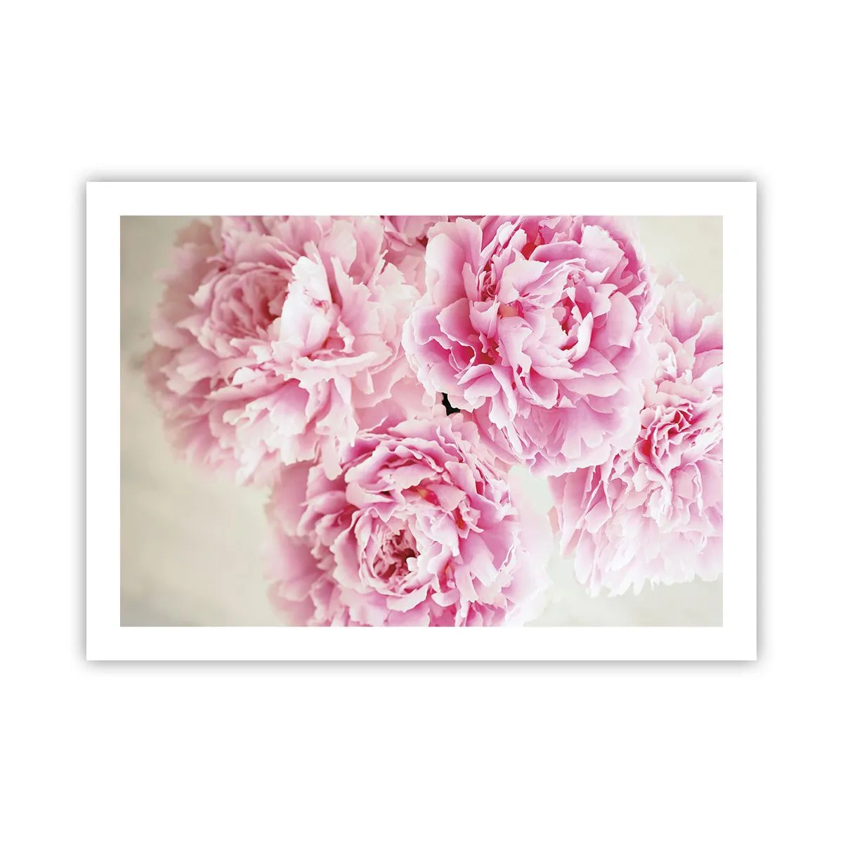 Poster - Nel fasto rosa - 70x50 cm