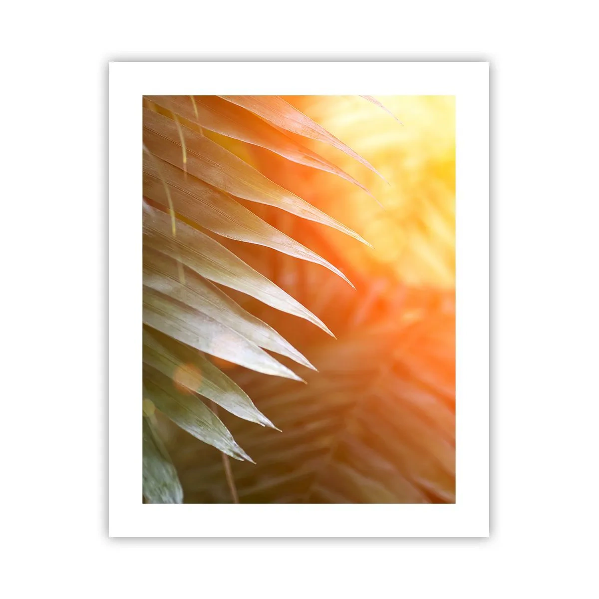 Poster - L'alba nella giungla - 40x50 cm