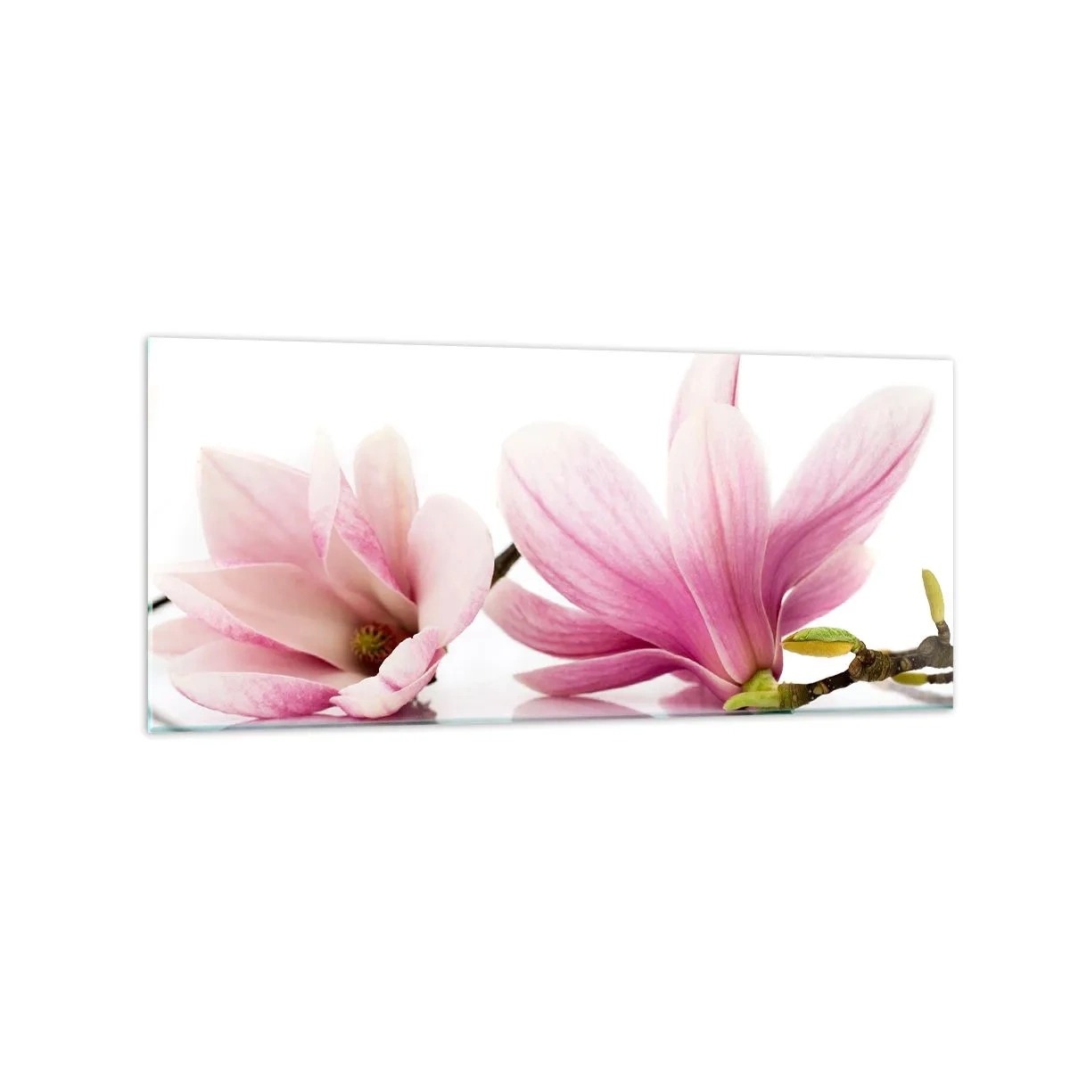 Quadro su vetro - Delicate magnolie rosa su sfondo bianco - 120x50cm - Delicati come un soffio di primavera - Decorazione murale moderna per soggiorno e camera da letto ARTTOR