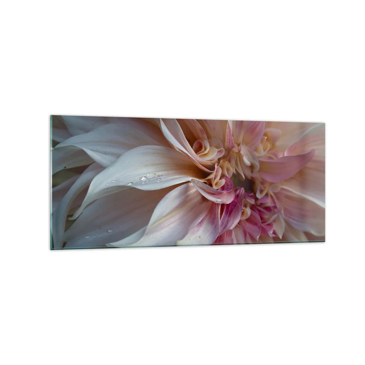 Quadro su vetro - Primo piano di delicati petali di fiori rosa con gocce d'acqua - 120x50cm - Freschezza in fiore - Decorazione murale moderna per soggiorno e camera da letto ARTTOR