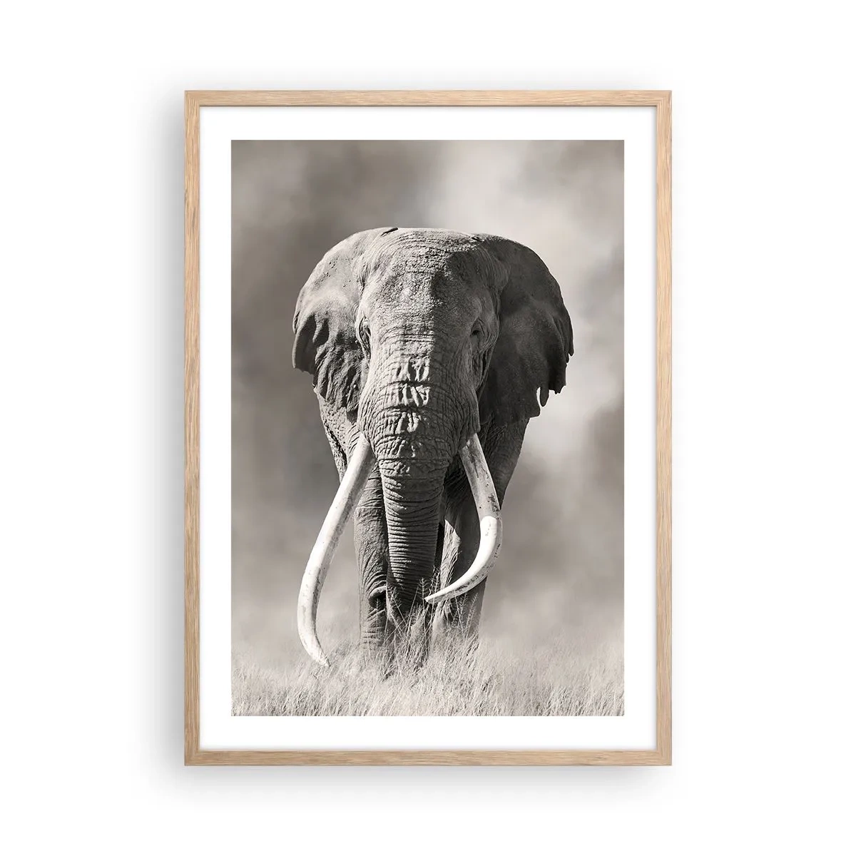 Poster in cornice rovere chiaro - Patriarca africano - 50x70 cm