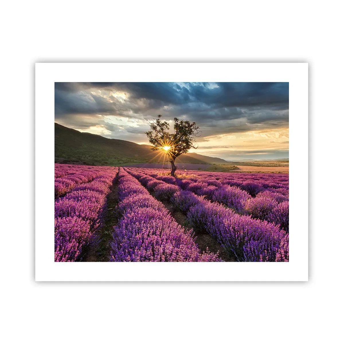 Poster - Aroma di colore lilla - 50x40 cm
