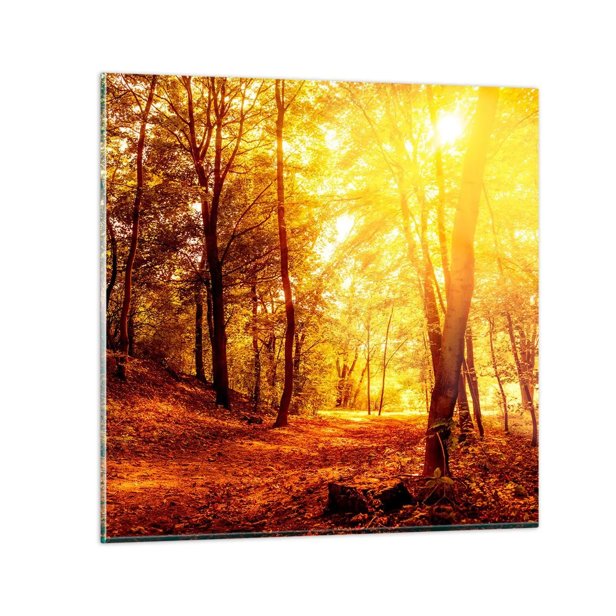 Quadro su vetro - Verso la radura dorata - 50x50 cm