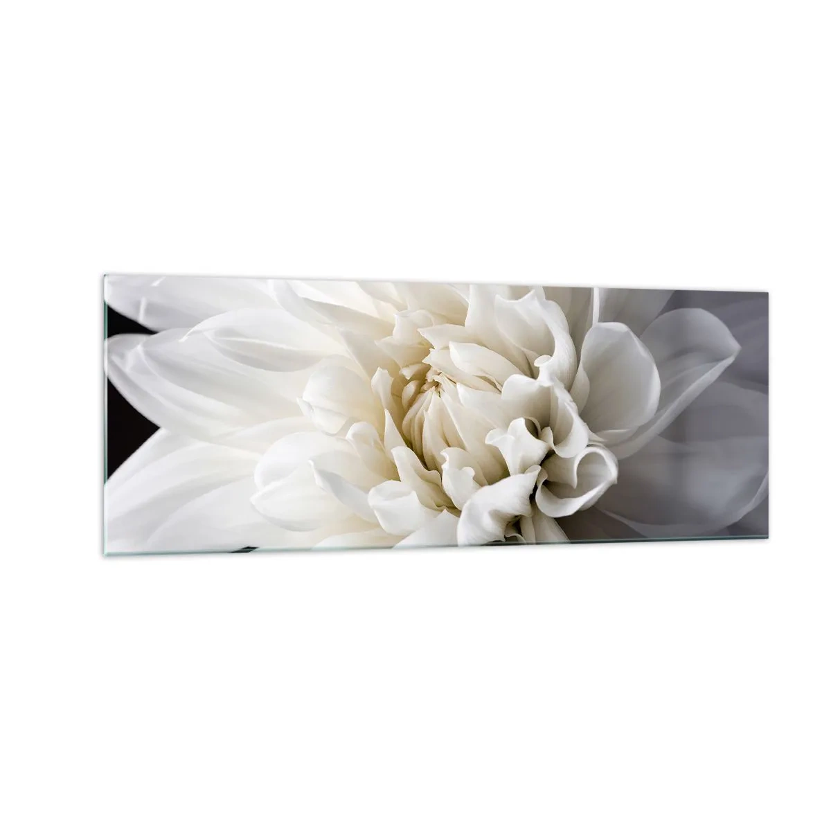 Quadro su vetro - Un delicato fiore bianco su sfondo nero in una composizione elegante - 140x50cm - Il mattino della sposa - Decorazione murale moderna per soggiorno e camera da letto ARTTOR