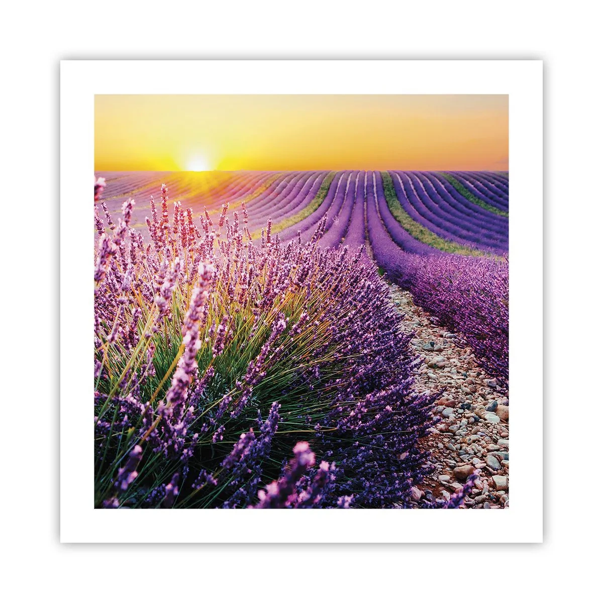 Poster - Campo profumato - 50x50 cm