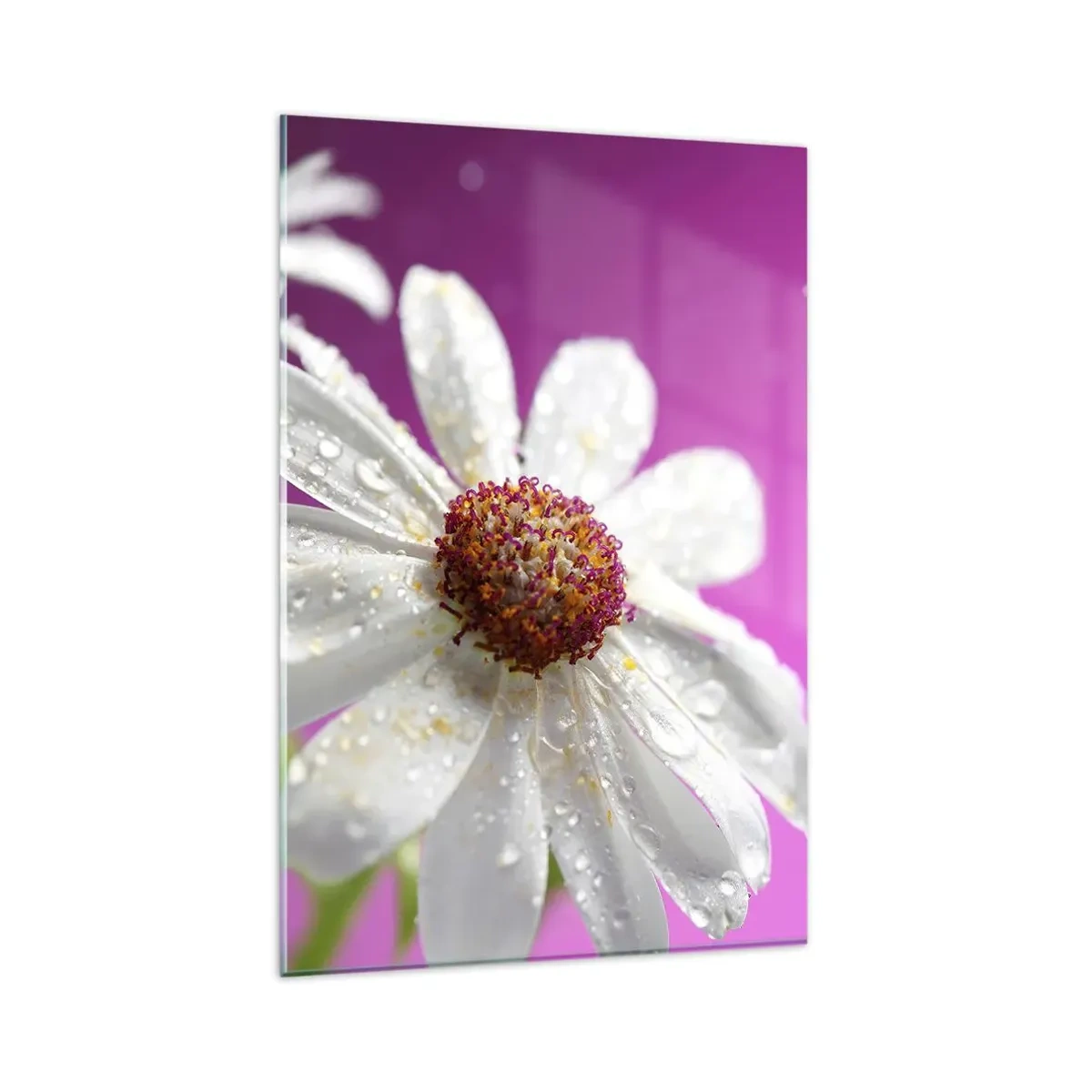Quadro su vetro - Una margherita bianca ricoperta di gocce d'acqua su uno sfondo rosa - 80x120cm - Modesto nella sua bellezza - Decorazione murale moderna per soggiorno e camera da letto ARTTOR