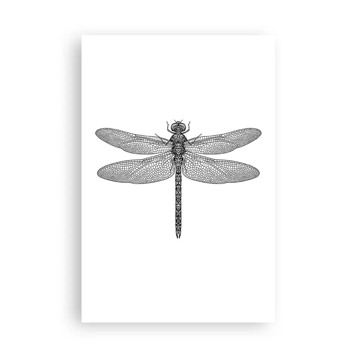 Poster - La precisione della natura - 61x91 cm