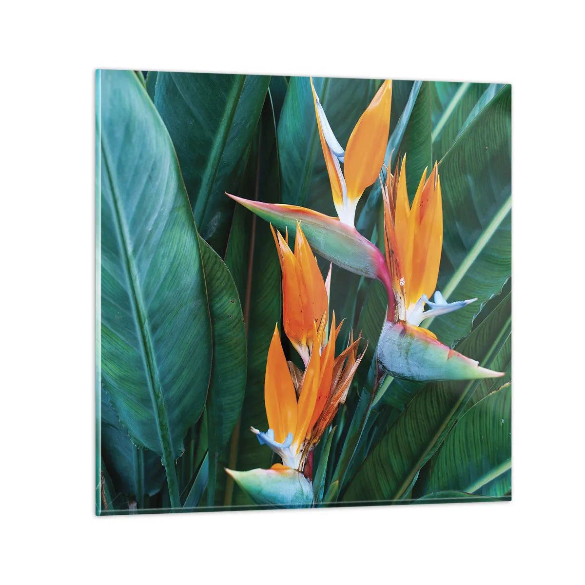 Quadro su vetro - È un fiore o un uccello? - 40x40 cm