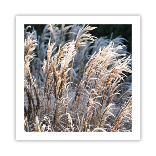 Poster - Vestite di brina - 50x50 cm