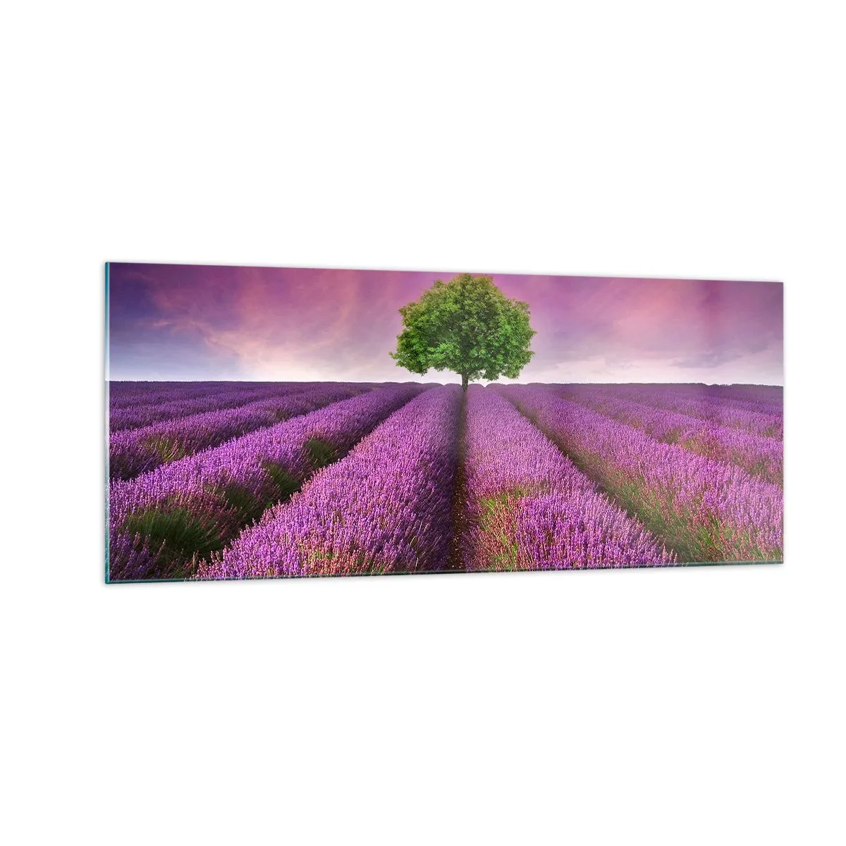 Quadro su vetro - Sui campi di lavanda - 100x40 cm