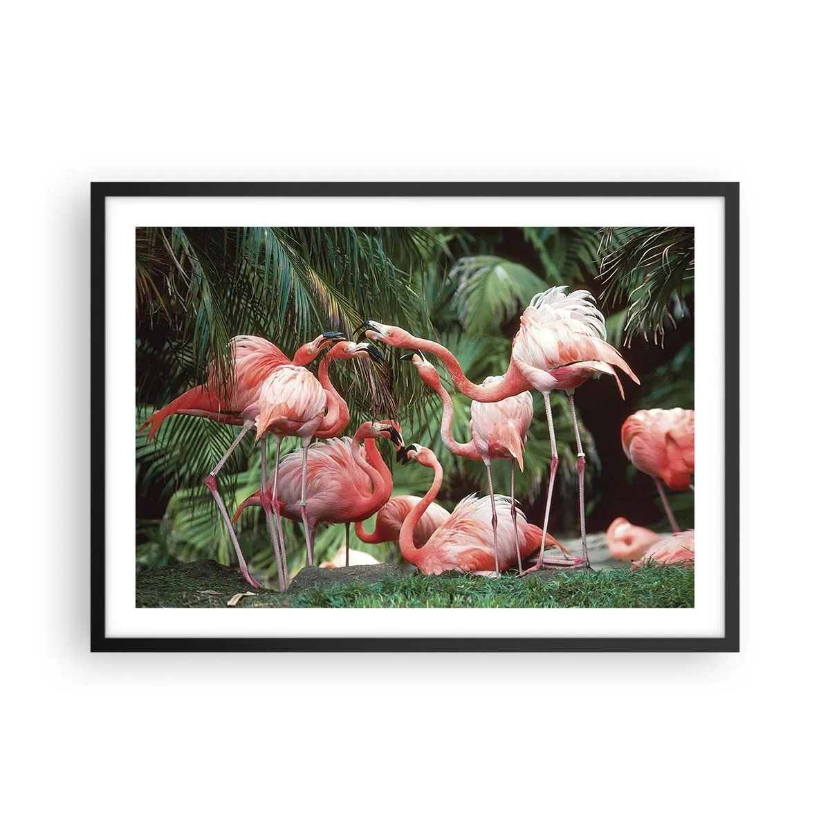 Poster in cornice nera - Un gruppo di fenicotteri in un ambiente tropicale circondato da palme - 70x50cm - Pettegolezzi pomeridiani - Decorazione murale moderna per soggiorno e camera da letto ARTTOR