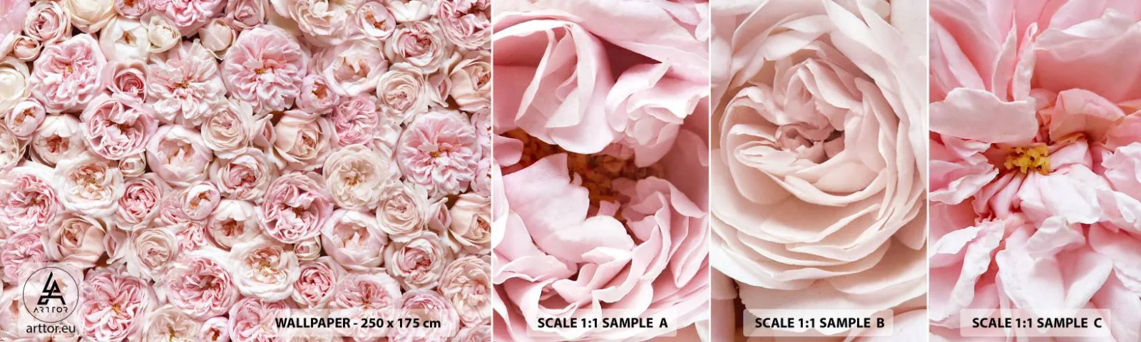 Campione Di Fotomurale Standard Eco - Coperto di rose - Fiori, Pastello, Rose - 100x30 cm